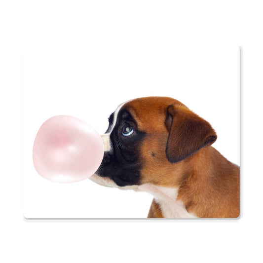 Cute Boxer Dog Blowing Bubblegum - Metal Wall Art