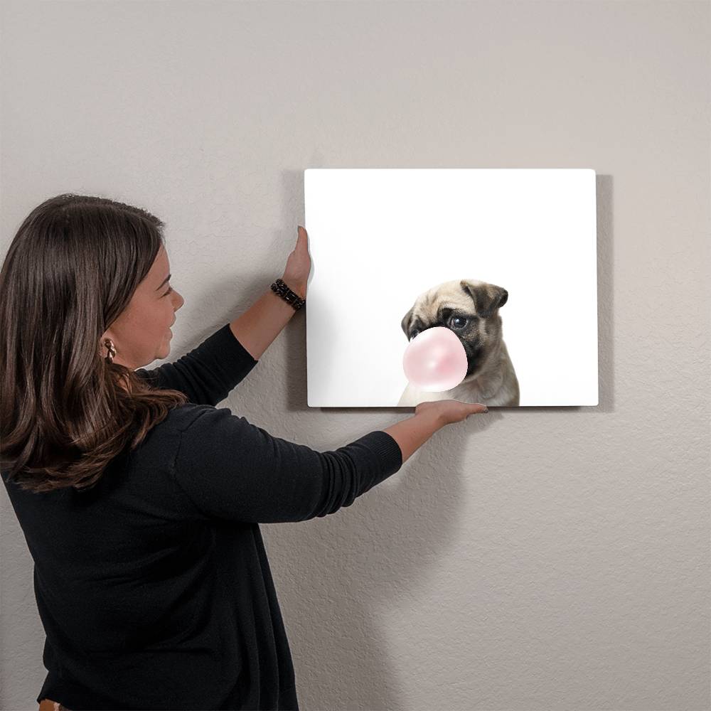 Cute Pug Blowing Bubblegum - Metal Wall Art