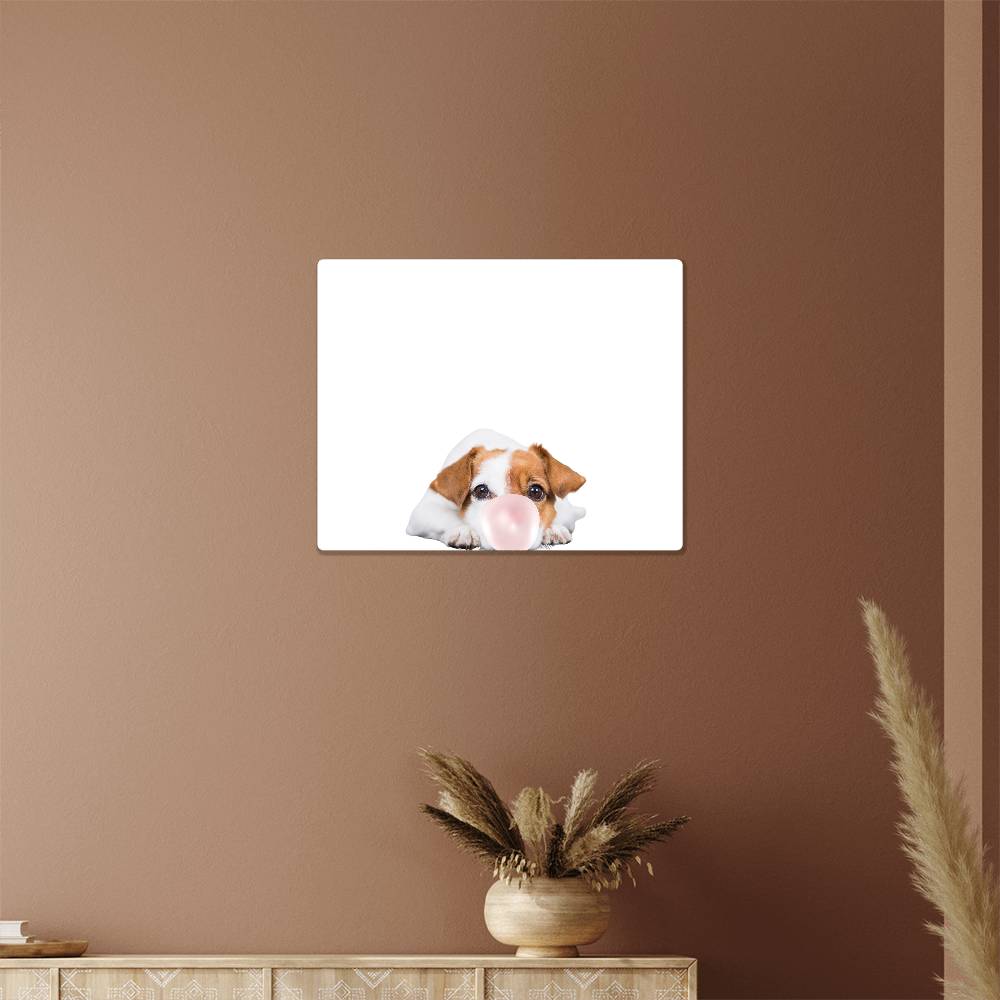 Cute Jack Russell Terrier Blowing Bubblegum - Metal Wall Art