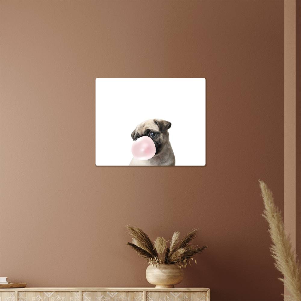 Cute Pug Blowing Bubblegum - Metal Wall Art